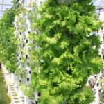 【aicco行ってみた】魚も野菜もおうちでできる　アクアポニックスって何？