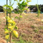 耕作放棄地を畑に再生、レモンの苗木オーナー募集