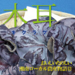 おいしいたのしい 湘南ローカル農産物語　⑫キクラゲ