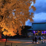 11月からの、藤沢のイルミネーション・イベント紹介