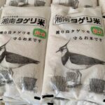 【湘南農めぐり：米①】地元の生態を守る、「タゲリ米」って？