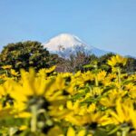 さむかわ冬のひまわり、11月下旬から見頃に